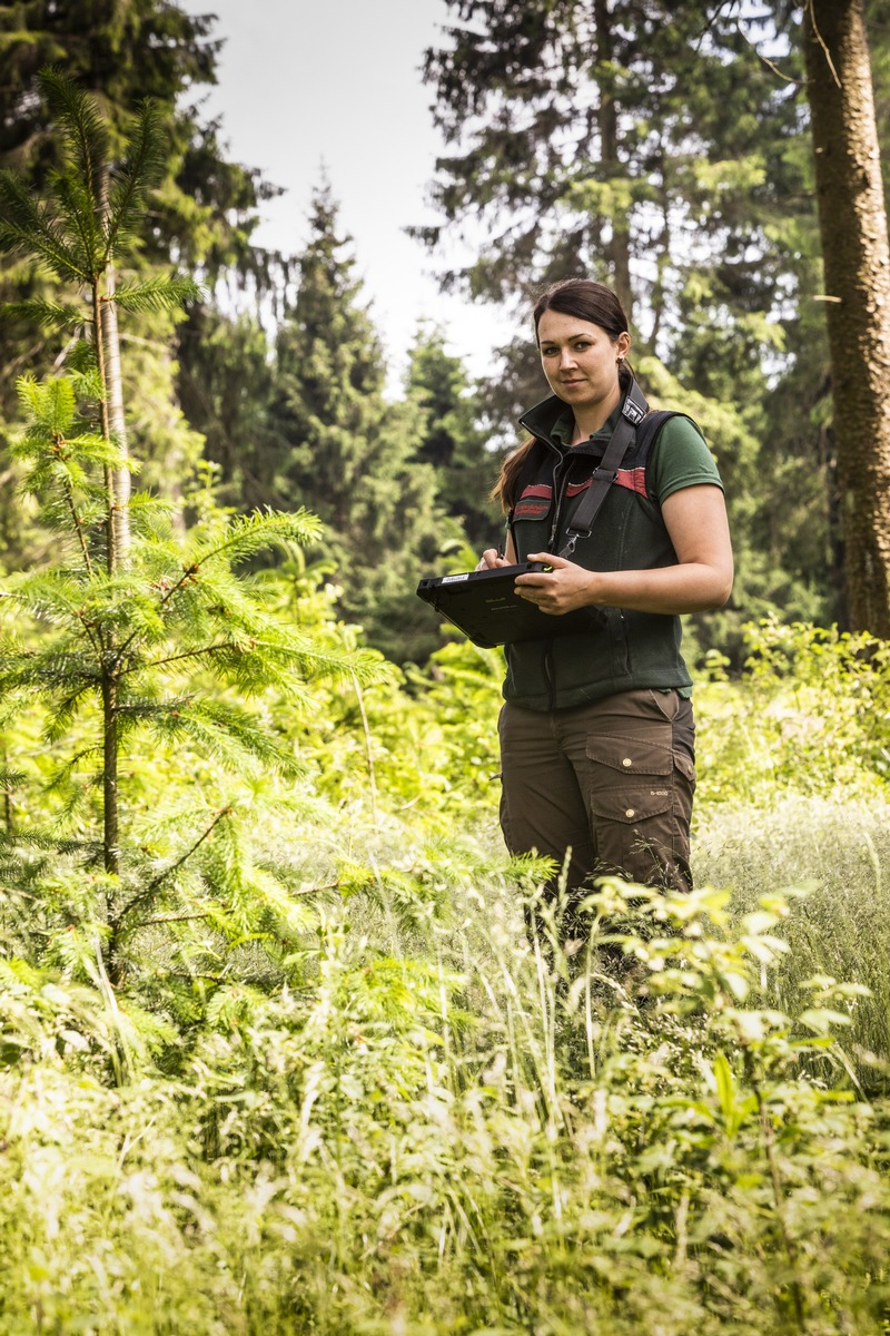 Förster Geben Fünf Tipps Wie Wir Dem Wald 2020 Helfen Können Dürren